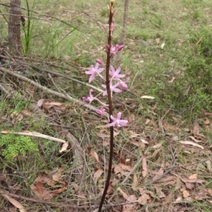 Dipodium roseum at Oakdale, NSW - suppressed