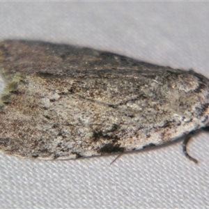 Barasa cymatistis (Nolinae) at Sheldon, QLD by PJH123