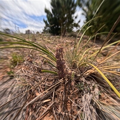 Unidentified Plant at Bredbo, NSW - 26 Nov 2024 by WhiteRabbit