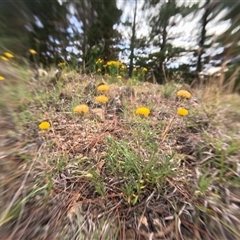 Unidentified Other Wildflower or Herb at Bredbo, NSW - 25 Nov 2024 by WhiteRabbit