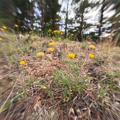 Unidentified Other Wildflower or Herb at Bredbo, NSW - 25 Nov 2024 by WhiteRabbit