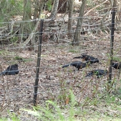 Corcorax melanorhamphos (White-winged Chough) at Oakdale, NSW - 3 Dec 2024 by bufferzone