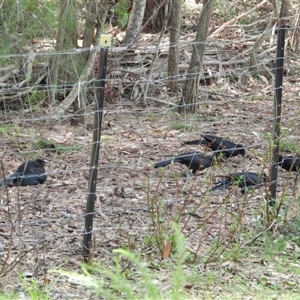 Corcorax melanorhamphos at Oakdale, NSW - suppressed