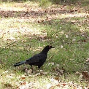 Corcorax melanorhamphos at Oakdale, NSW - suppressed