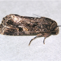 Spodoptera mauritia (Lawn Armyworm) at Sheldon, QLD - 21 Jun 2008 by PJH123