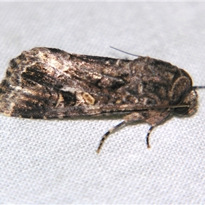 Spodoptera mauritia (Lawn Armyworm) at Sheldon, QLD by PJH123