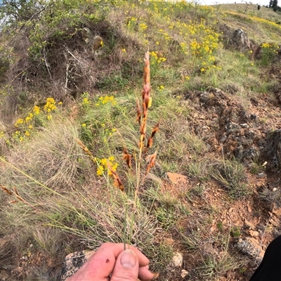 Sorghum leiocladum (Wild Sorghum) at Bredbo, NSW - 25 Nov 2024 by WhiteRabbit