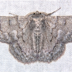 Crypsiphona ocultaria (Red-lined Looper Moth) at Sheldon, QLD - 21 Jun 2008 by PJH123