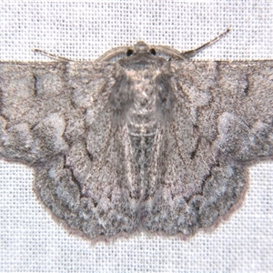 Crypsiphona ocultaria at Sheldon, QLD - suppressed
