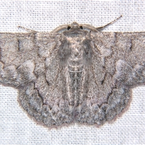 Crypsiphona ocultaria (Red-lined Looper Moth) at Sheldon, QLD by PJH123