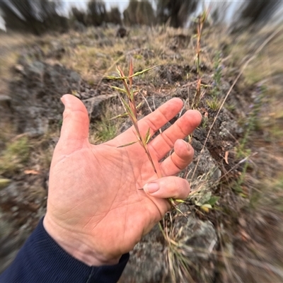 Cymbopogon refractus (Barbed-wire Grass) at Bredbo, NSW - 30 Nov 2024 by WhiteRabbit