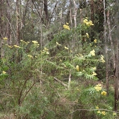 Unidentified Plant at Oakdale, NSW - 3 Dec 2024 by bufferzone