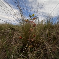 Trifolium campestre at Bredbo, NSW - 25 Nov 2024 by WhiteRabbit