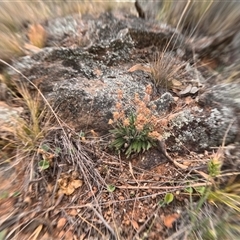 Unidentified Plant at Bredbo, NSW - 28 Nov 2024 by WhiteRabbit