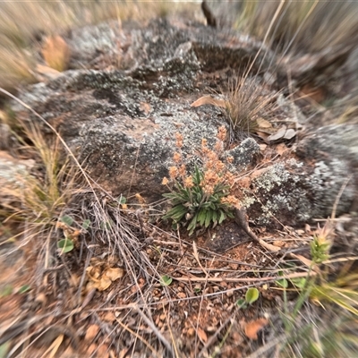 Unidentified Plant at Bredbo, NSW - 28 Nov 2024 by WhiteRabbit