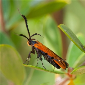 Snellenia lineata at Uriarra Village, ACT - 2 Dec 2024