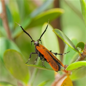 Snellenia lineata at Uriarra Village, ACT - 2 Dec 2024