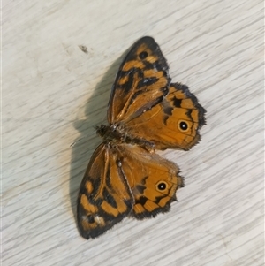 Heteronympha merope at Flynn, ACT - 3 Dec 2024 11:58 AM