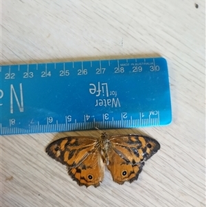 Heteronympha merope at Flynn, ACT - 3 Dec 2024 11:58 AM