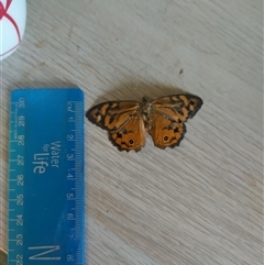 Heteronympha merope at Flynn, ACT - 3 Dec 2024 11:58 AM