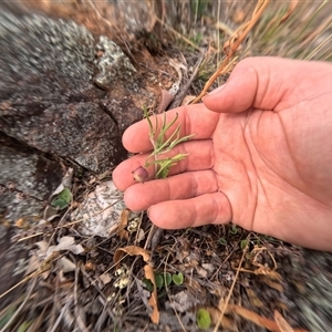 Convolvulus angustissimus subsp. angustissimus (Australian Bindweed) at Bredbo, NSW by WhiteRabbit