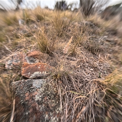 Rytidosperma sp. (Wallaby Grass) at Bredbo, NSW - 28 Nov 2024 by WhiteRabbit