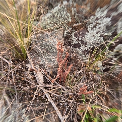 Unidentified Plant at Bredbo, NSW - 28 Nov 2024 by WhiteRabbit