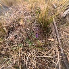 Unidentified Pea at Bredbo, NSW - 28 Nov 2024 by WhiteRabbit