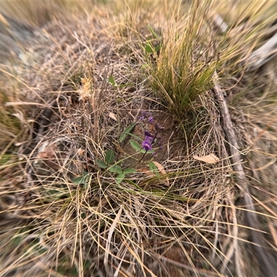 Unidentified Pea at Bredbo, NSW - 28 Nov 2024 by WhiteRabbit