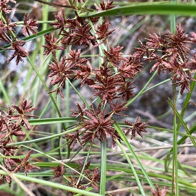 Cyperus gunnii subsp. gunnii (Flecked Flat-Sedge) at Boorowa, NSW - 2 Dec 2024 by JaneR