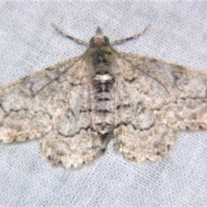 Cleora (genus) (A Looper Moth) at Sheldon, QLD by PJH123