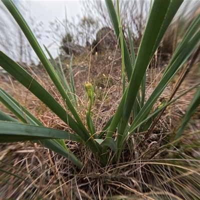 Dianella sp. (Flax Lily) at Bredbo, NSW - 28 Nov 2024 by WhiteRabbit