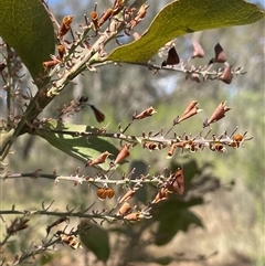 Daviesia latifolia at Boorowa, NSW - 2 Dec 2024 by JaneR