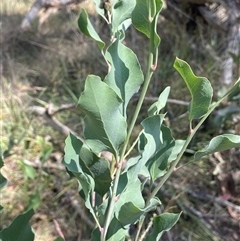 Daviesia latifolia at Boorowa, NSW - 2 Dec 2024