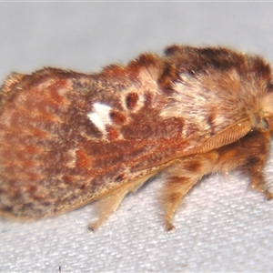 Pseudanapaea (genus) (A cup moth) at Sheldon, QLD by PJH123