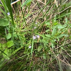 Unidentified Other Wildflower or Herb at Bredbo, NSW - 25 Nov 2024 by WhiteRabbit