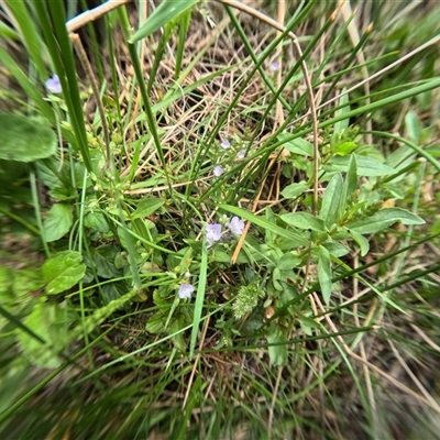 Unidentified Other Wildflower or Herb at Bredbo, NSW - 25 Nov 2024 by WhiteRabbit