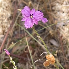 Arthropodium fimbriatum at Boorowa, NSW - 2 Dec 2024 by JaneR