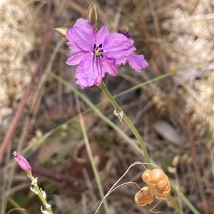 Arthropodium fimbriatum at Boorowa, NSW - 2 Dec 2024