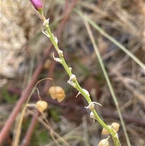 Arthropodium fimbriatum at Boorowa, NSW - 2 Dec 2024