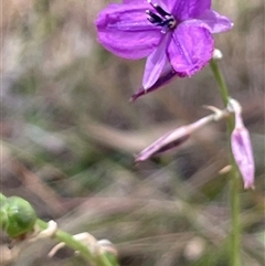 Arthropodium fimbriatum at Boorowa, NSW - 2 Dec 2024