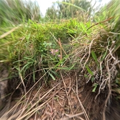 Unidentified Other Wildflower or Herb at Bredbo, NSW - 25 Nov 2024 by WhiteRabbit