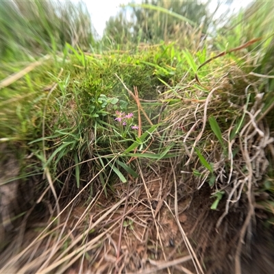 Unidentified Other Wildflower or Herb at Bredbo, NSW - 25 Nov 2024 by WhiteRabbit