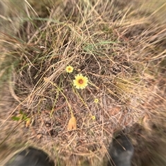 Unidentified Other Wildflower or Herb at Bredbo, NSW - 25 Nov 2024 by WhiteRabbit