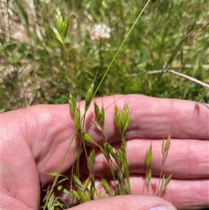 Bromus hordeaceus at Cotter River, ACT - 2 Dec 2024 12:16 PM