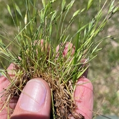 Bromus hordeaceus at Cotter River, ACT - 2 Dec 2024