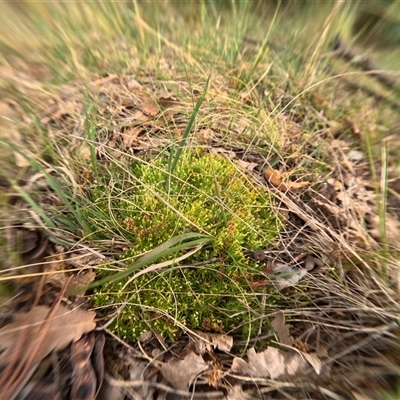 Unidentified Plant at Bredbo, NSW - 25 Nov 2024 by WhiteRabbit