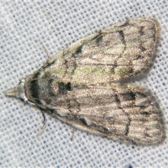 Nola poliophasma (A Noctuid moth (Nolidae) at Sheldon, QLD by PJH123