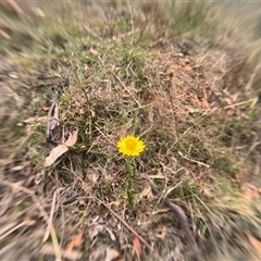 Unidentified Other Wildflower or Herb at Bredbo, NSW - 4 Nov 2024 by WhiteRabbit