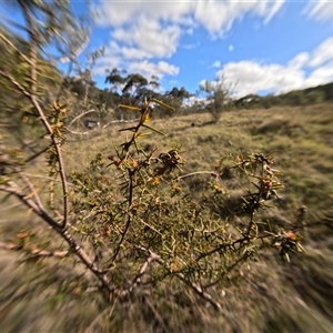 Acacia ulicifolia at Bredbo, NSW - 5 Nov 2024